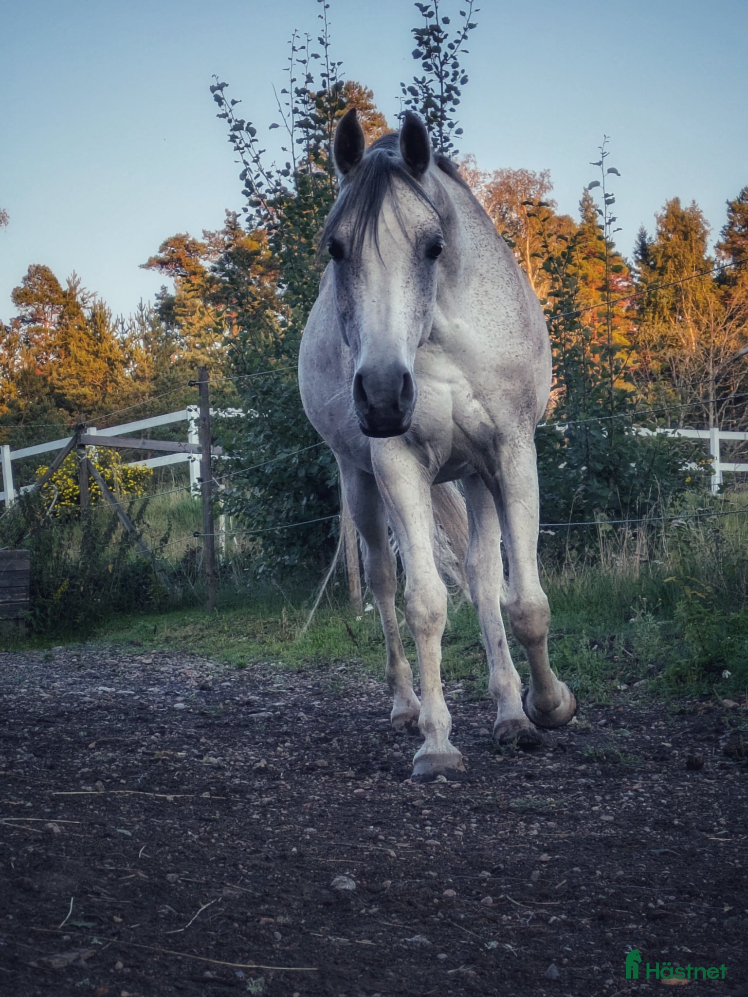  hästar Vänlig, vaken och kommunikativ - Annons 2