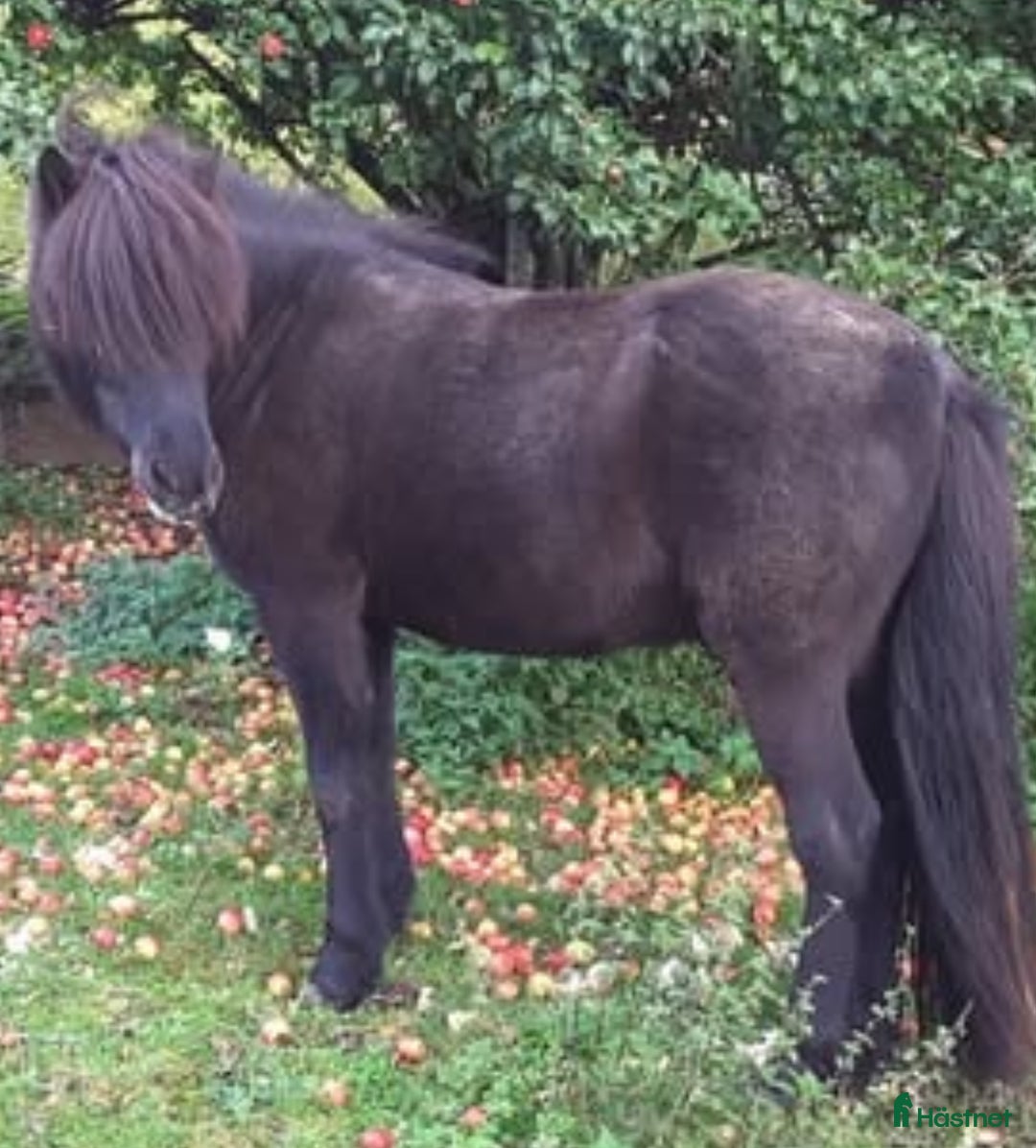 Island hästar till salu: Island valacker söker nytt hem i Svängsta - Annons 4