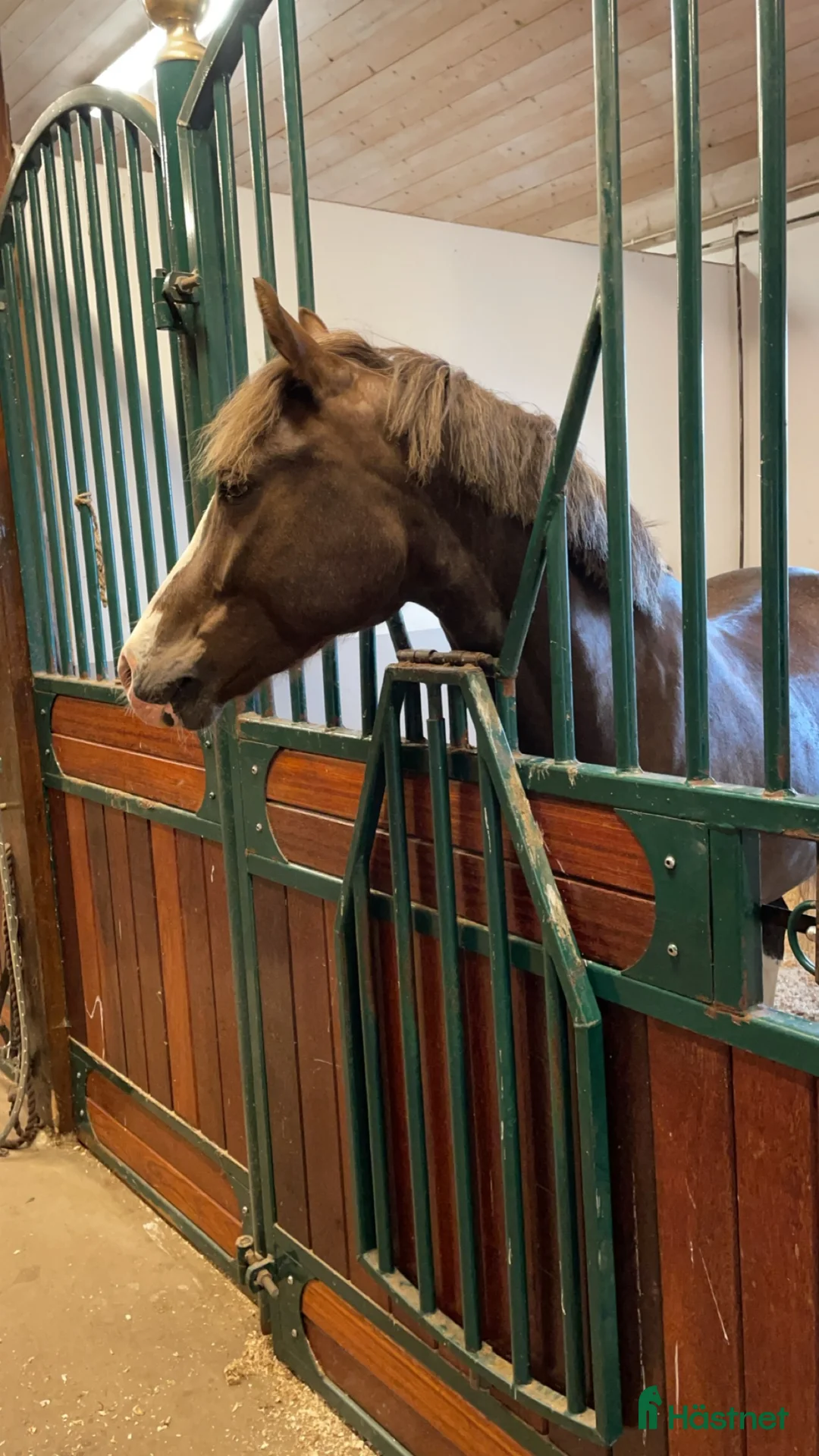 Hoppning hästar till salu: Fantastisk kat.2 sprangponni selges i Miland - Annons 4