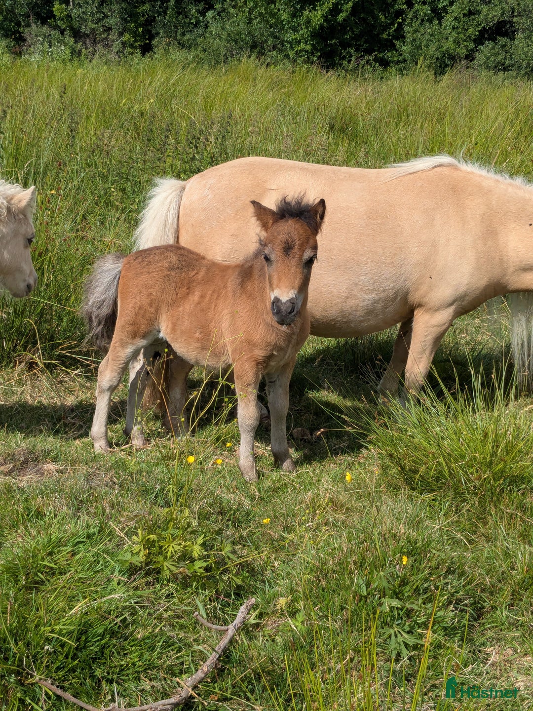 Avel hästar till salu: Minishetland  i Holmsjö - Bild 7