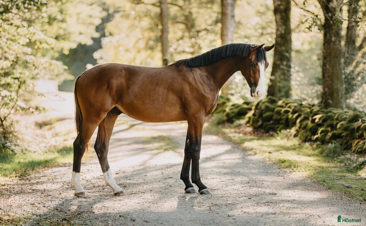  hästar i Näsum - Annons 2