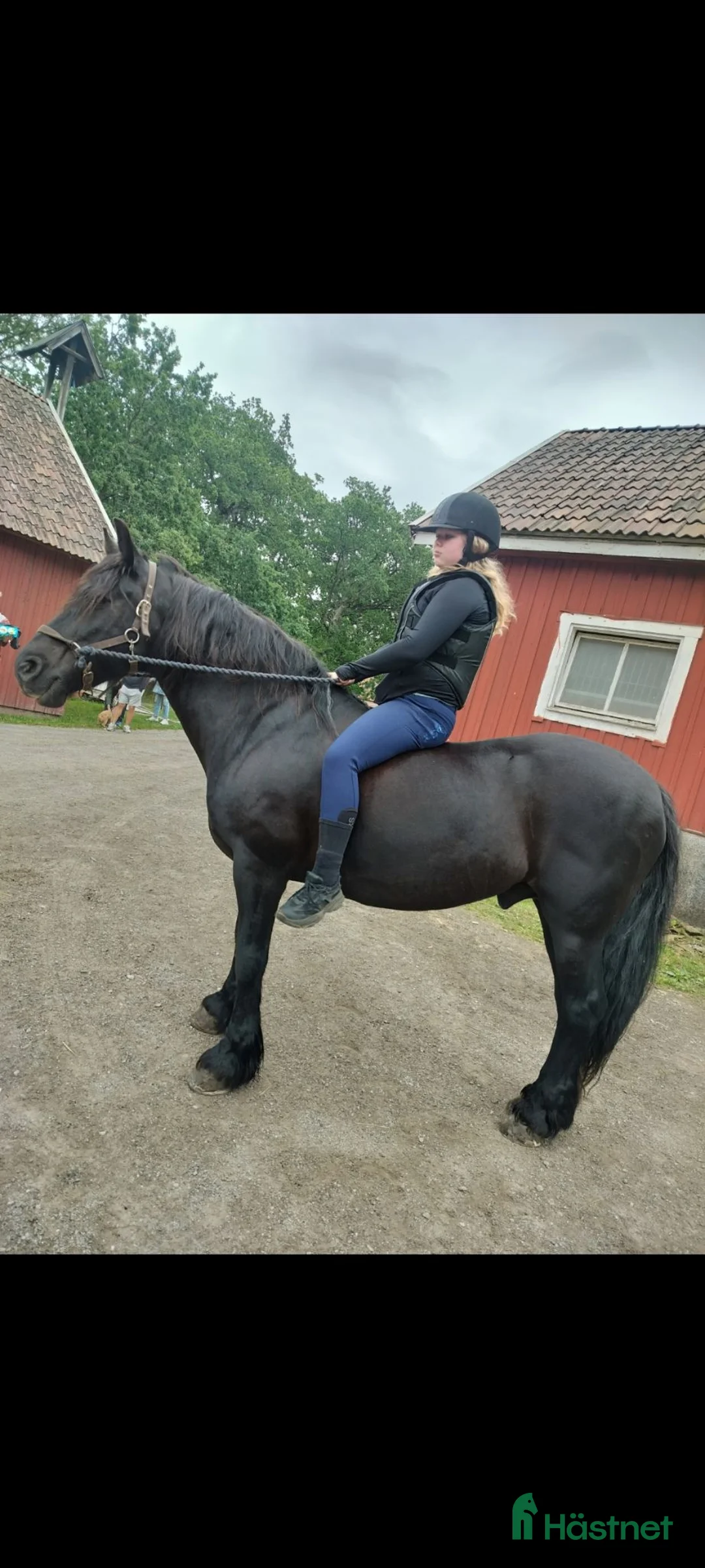 Allround hästar sökes: Söker vän för livet  i Haninge - Annons 4