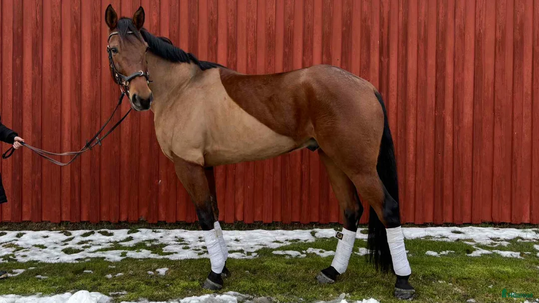 Allround hästar till salu: En riktig bästa vän  i Skara - Annons 5