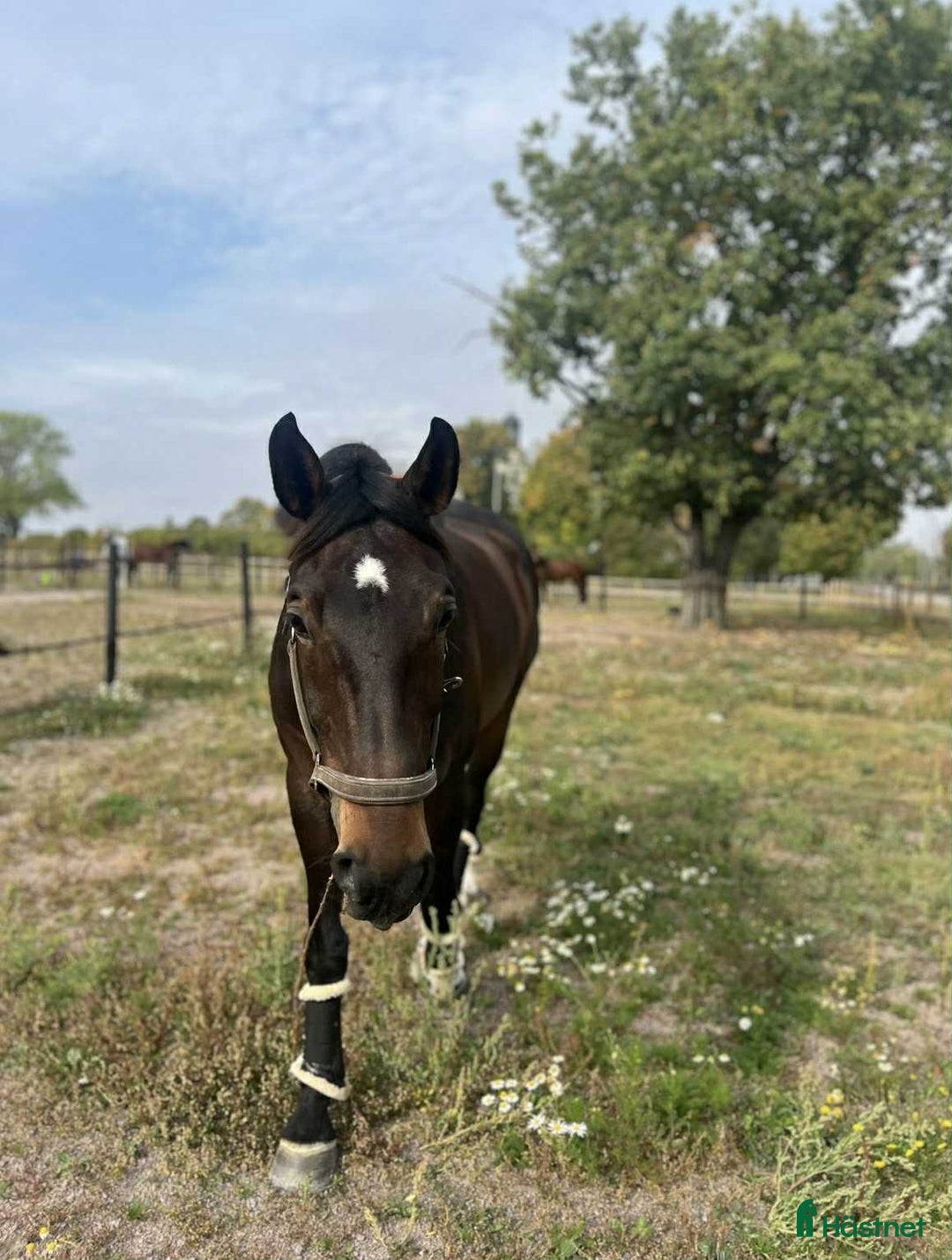Allround hästar till salu: Underbart snäll valack i Örebro - Annons 2