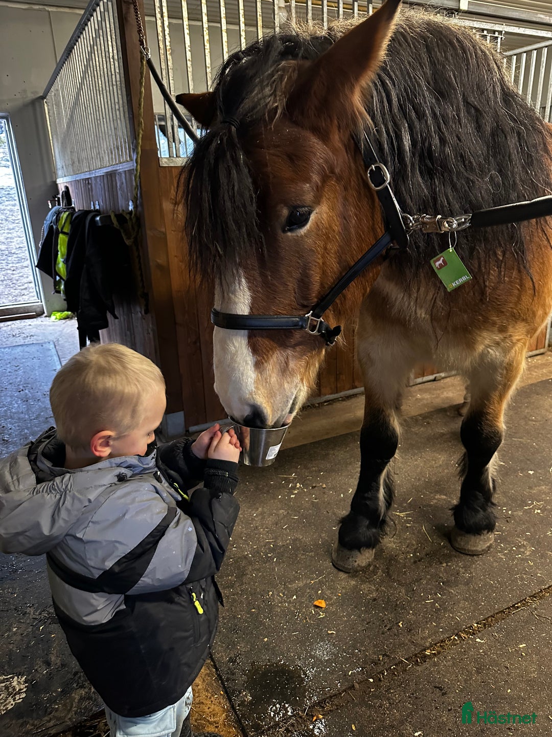 Allround hästar till salu: Gulliver i Österbybruk - Annons 2