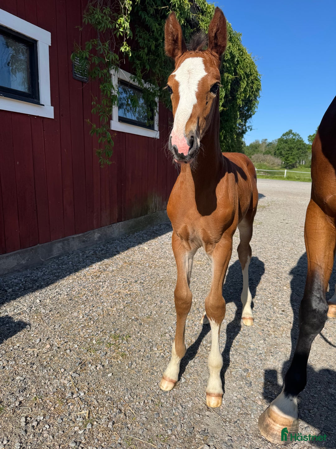 Hoppning hästar till salu: Unikt stoföl! i Örebro - Annons 2