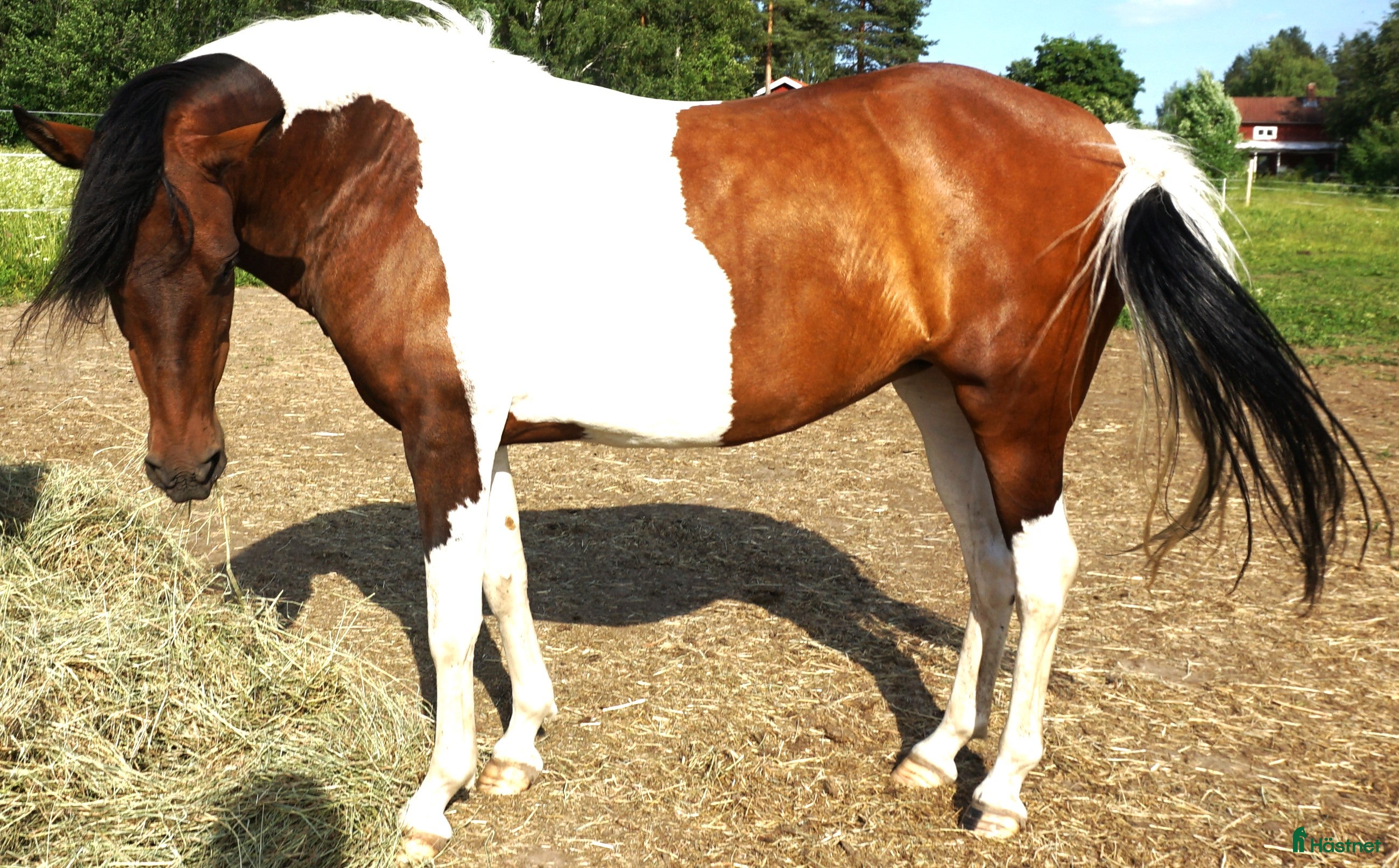  hästar 5 Paso Finos en eller fler - Annons 1