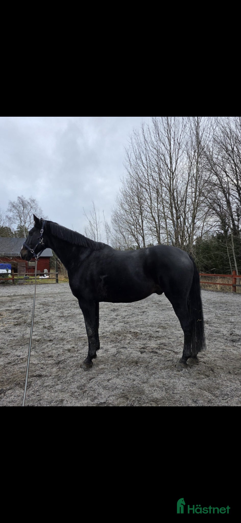  hästar Härlig allround valack  - Annons 13