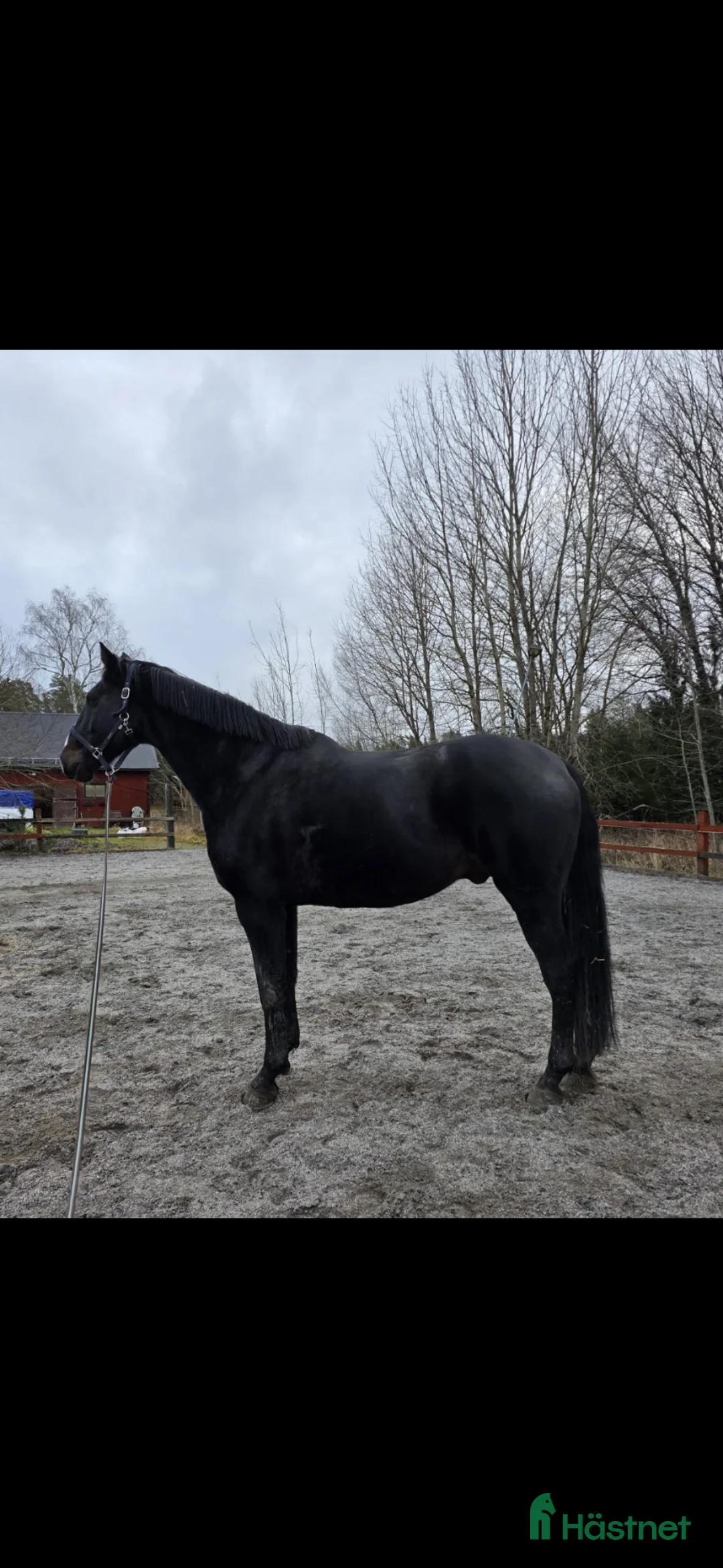 Dressyr hästar till salu: Härlig allround valack  - Annons 1