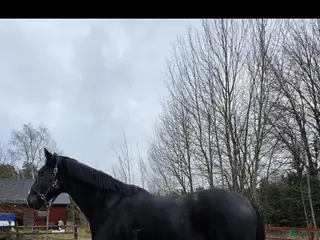 hästar Härlig allround valack - Annons 13