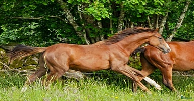  hästar i Stehag - Annons 5