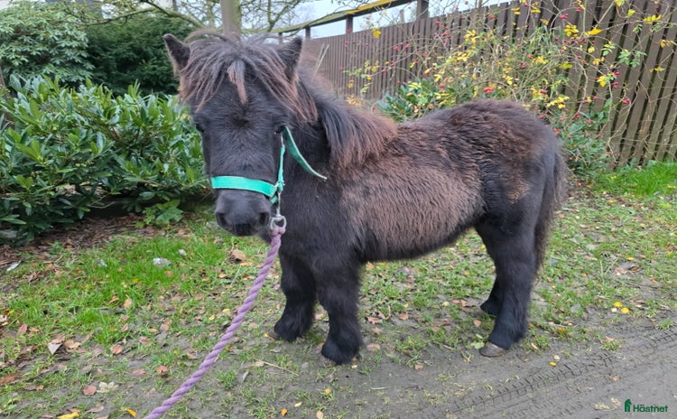  hästar i Laholm - Annons 16