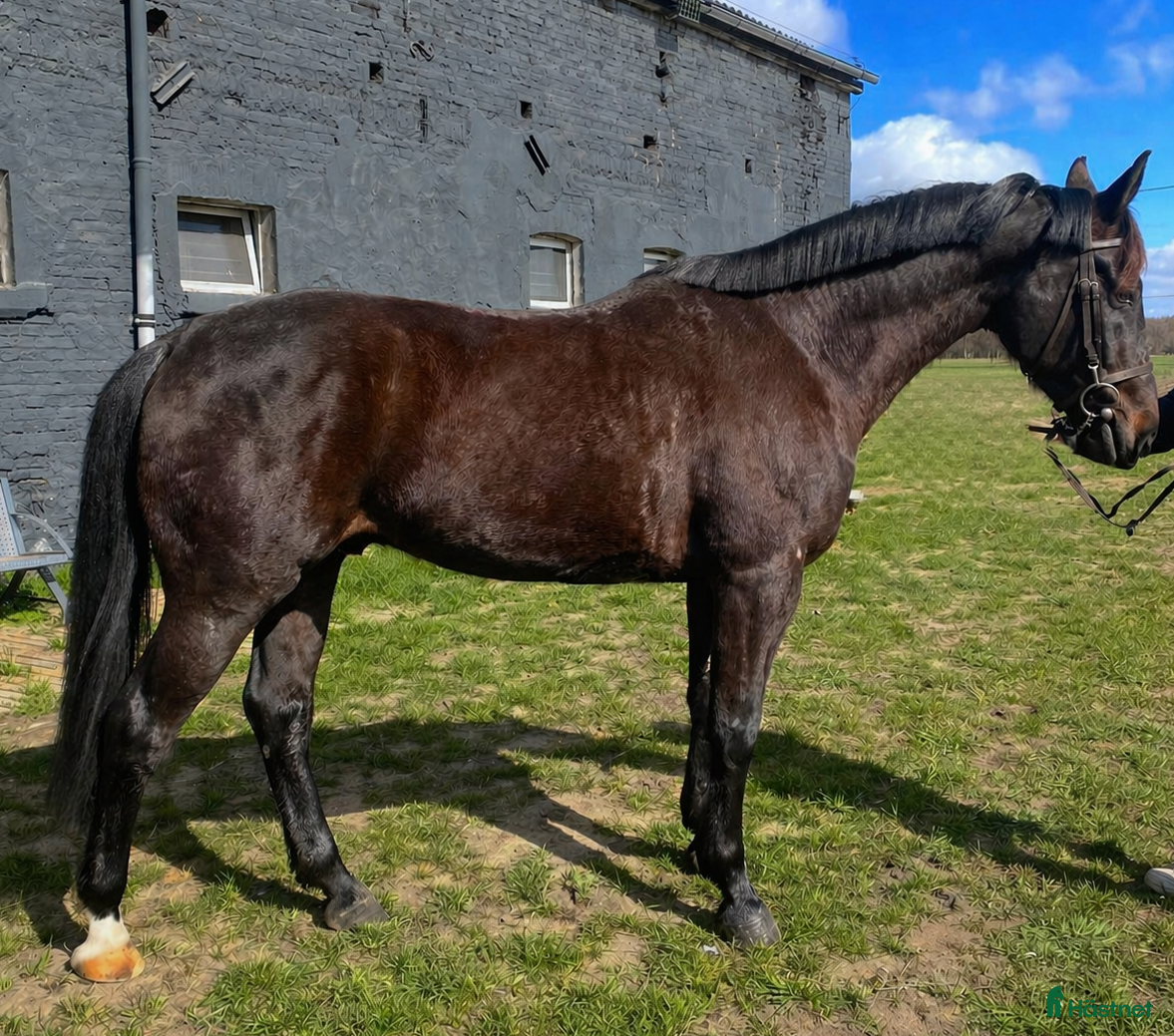  hästar Wonderful 6-year-old gelding for everyone - Annons 2
