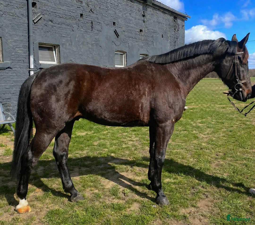 Allround hästar till salu: Wonderful 6-year-old gelding for everyone - Annons 2