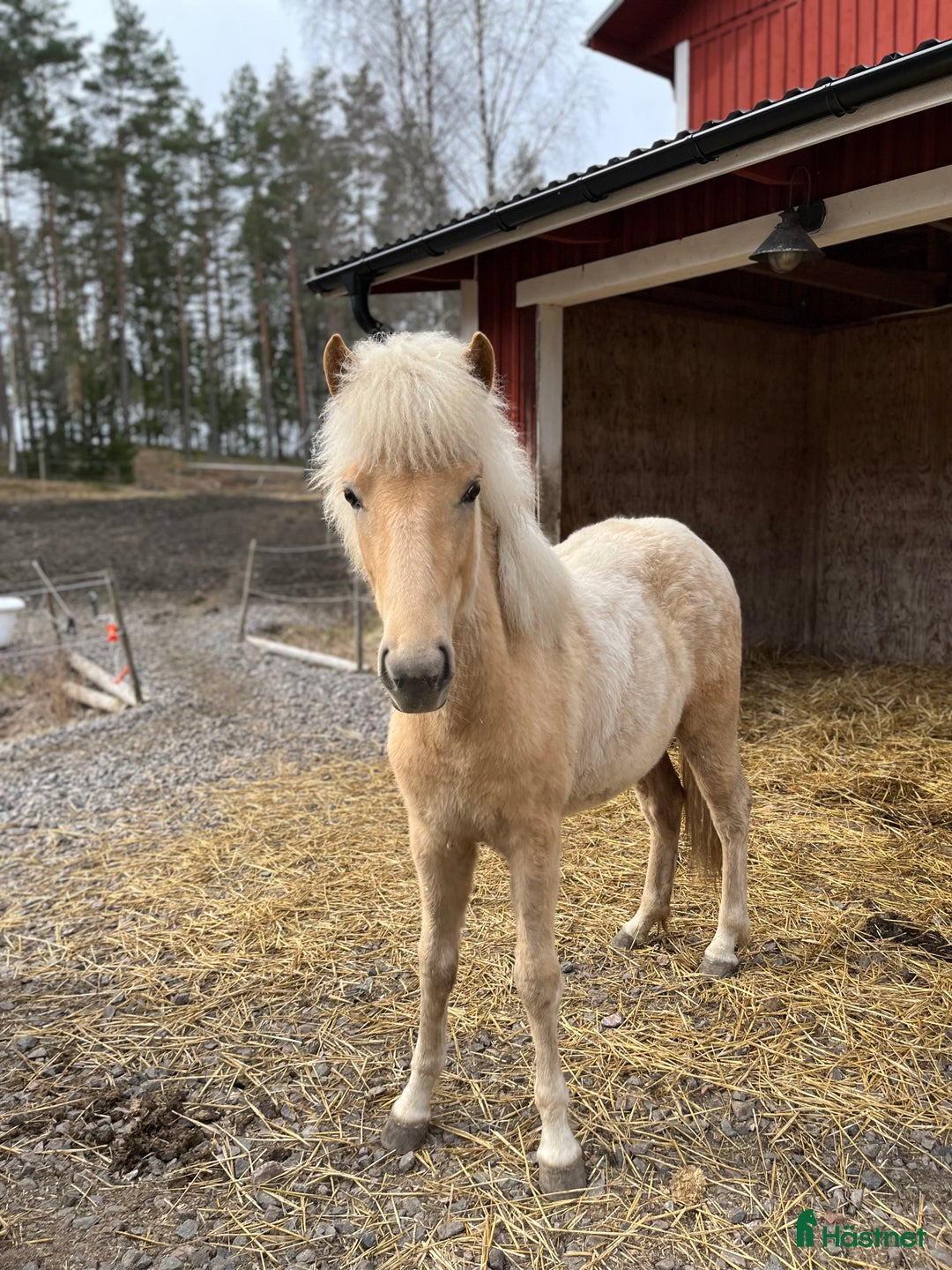 Island hästar till salu: Sockersöt sto i Näshulta - Annons 3