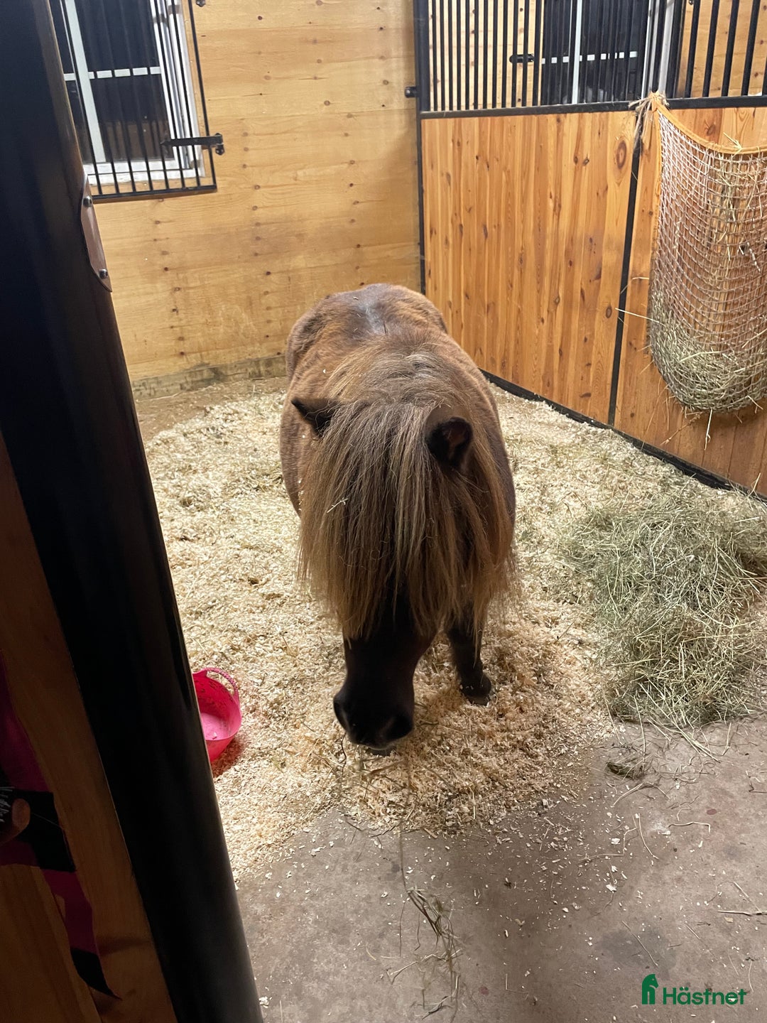 Island hästar till salu: Islandshäst och shetlandsponny säljes i Svenljunga - Annons 2