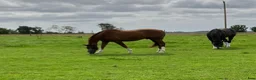  stallplats finnes: Boxplats  - Annons 5