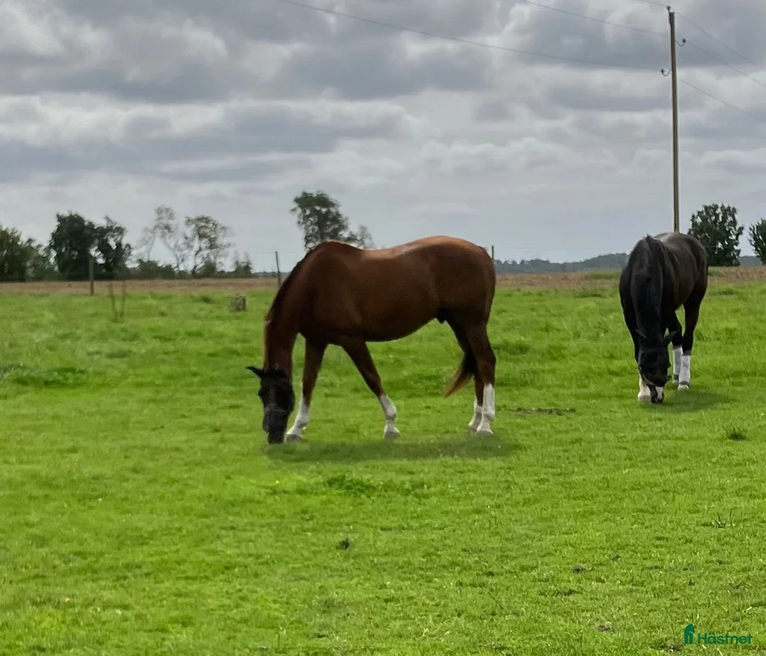  stallplats finnes: Boxplats  - Annons 5