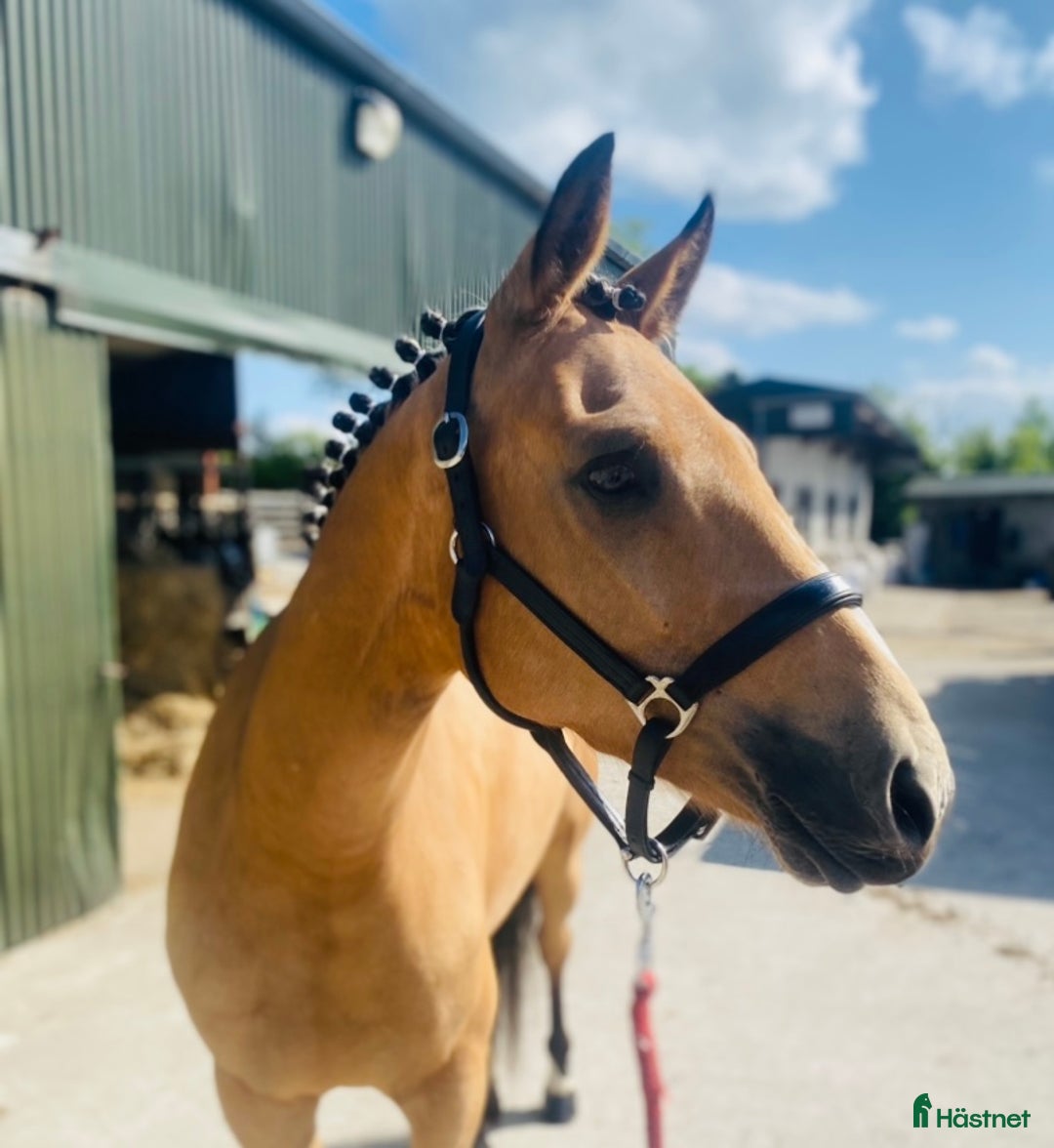 Allround hästar till salu: Selection of Irish ponies i Ljungby - Bild 32