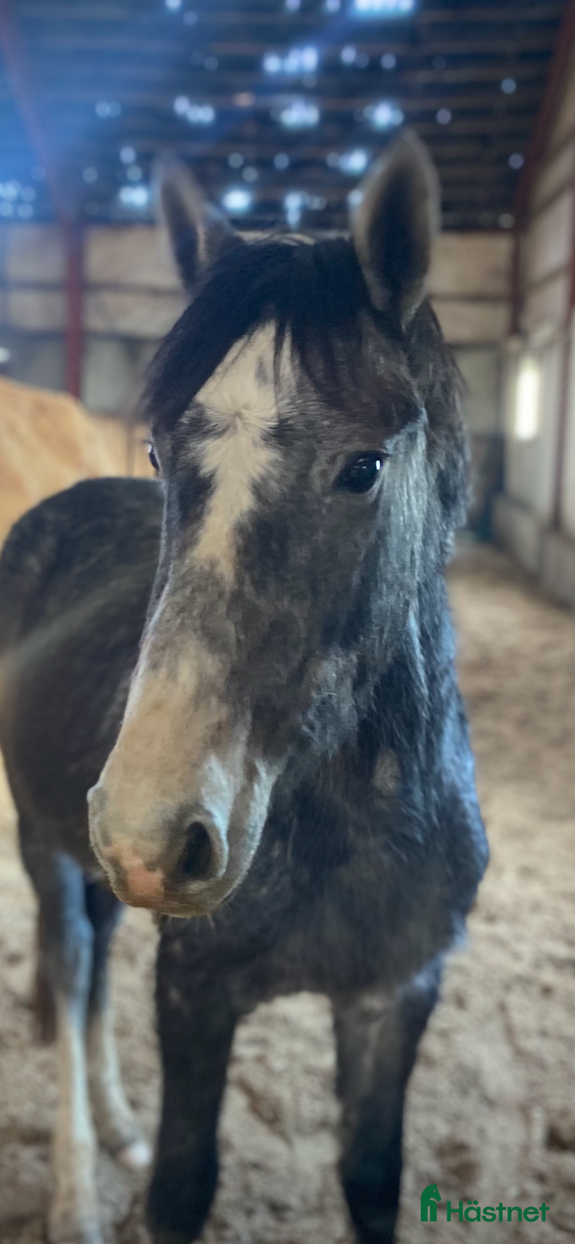  hästar Vacker valack - Annons 1
