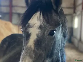 hästar Vacker valack - Annons 1