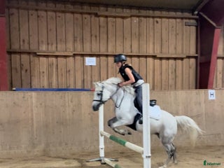 foderhäst Fodervärden/medryttare i Stocksund - Annons 7