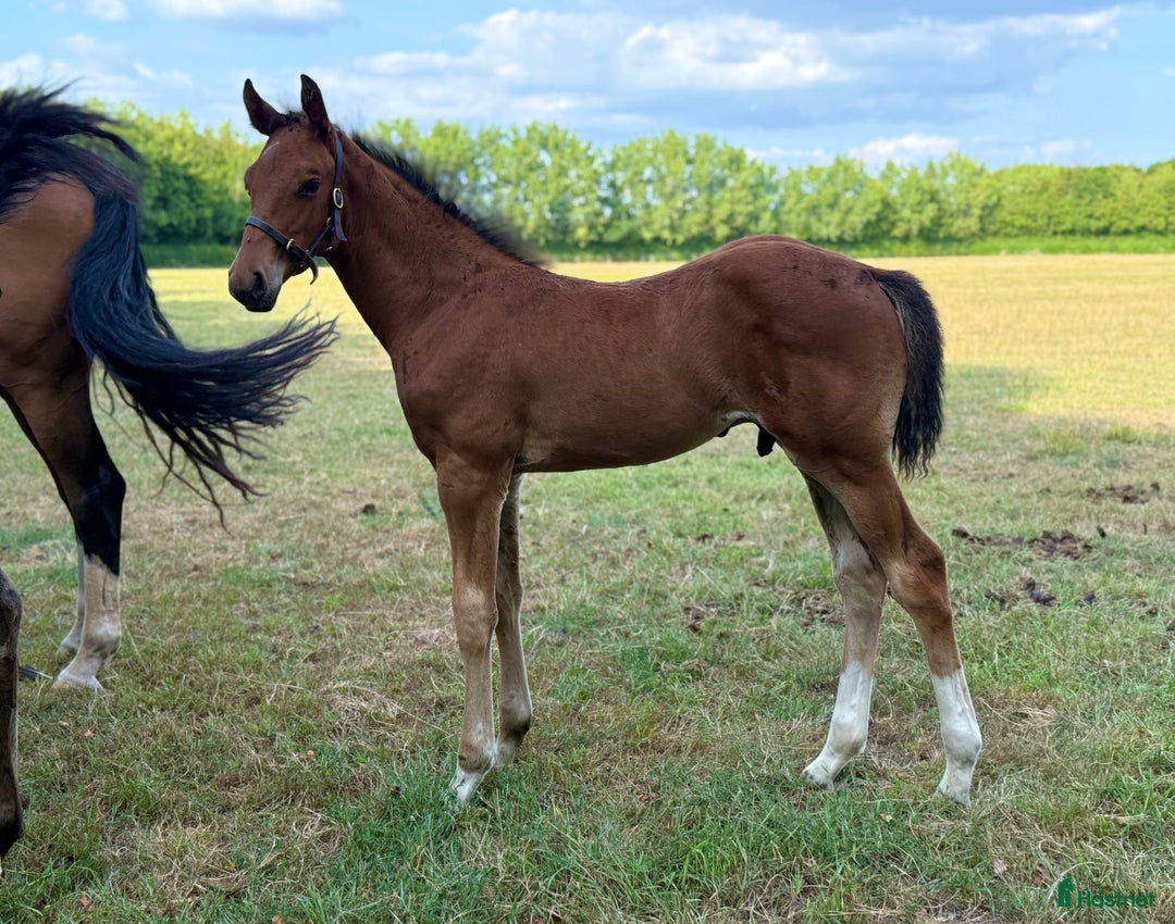 Hoppning hästar till salu: Hingstföl efter Conthargos x Chacco-Blue i Stockholm - Annons 2