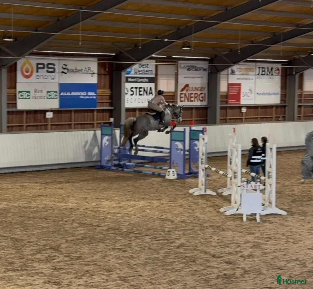 Hoppning hästar till salu: Kapabelt sto e Clinton II i Rottne - Annons 3