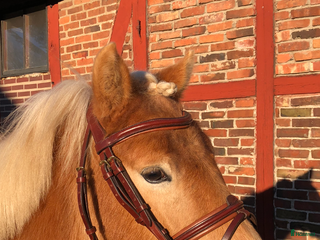 hästar Genomsnäll toppstammad kvalitets ponny i Munka-ljungby - Annons 1