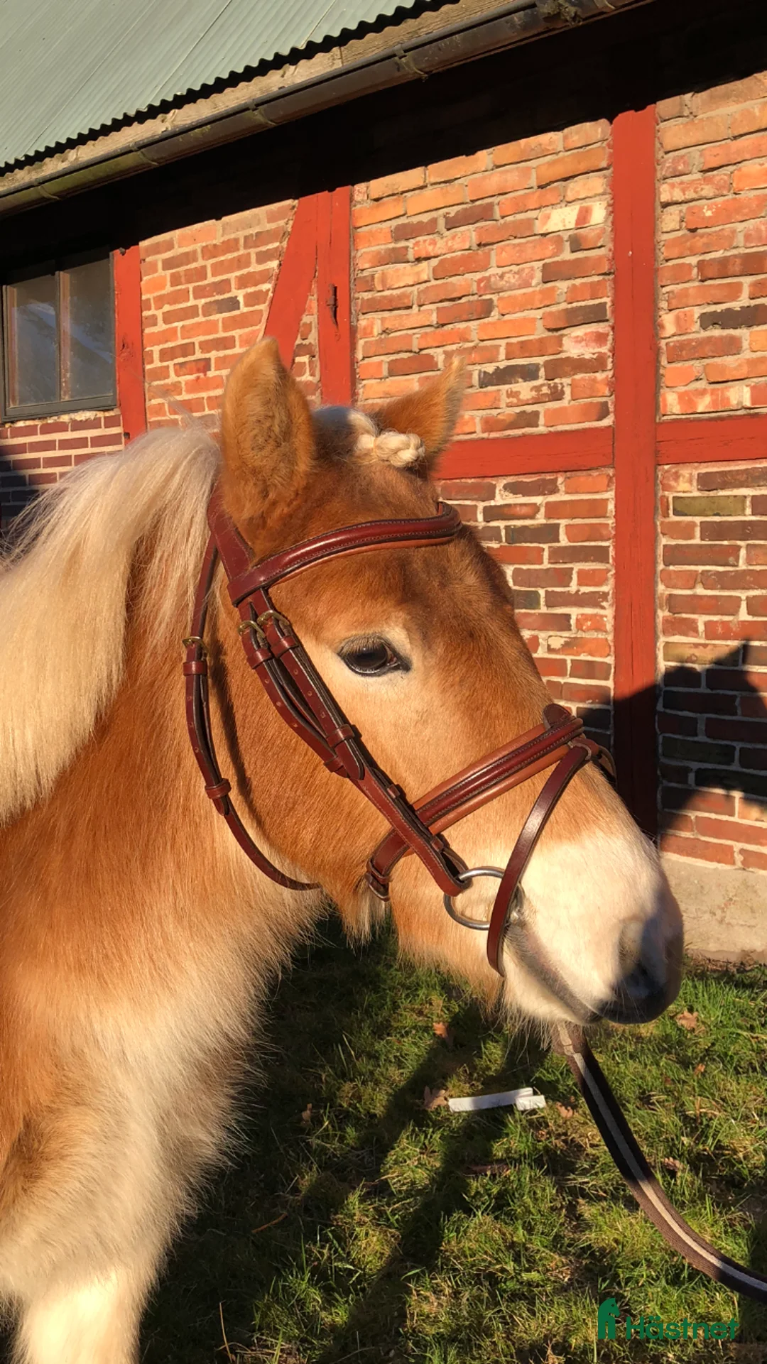 Körning hästar till salu: Genomsnäll toppstammad kvalitets ponny - Annons 1