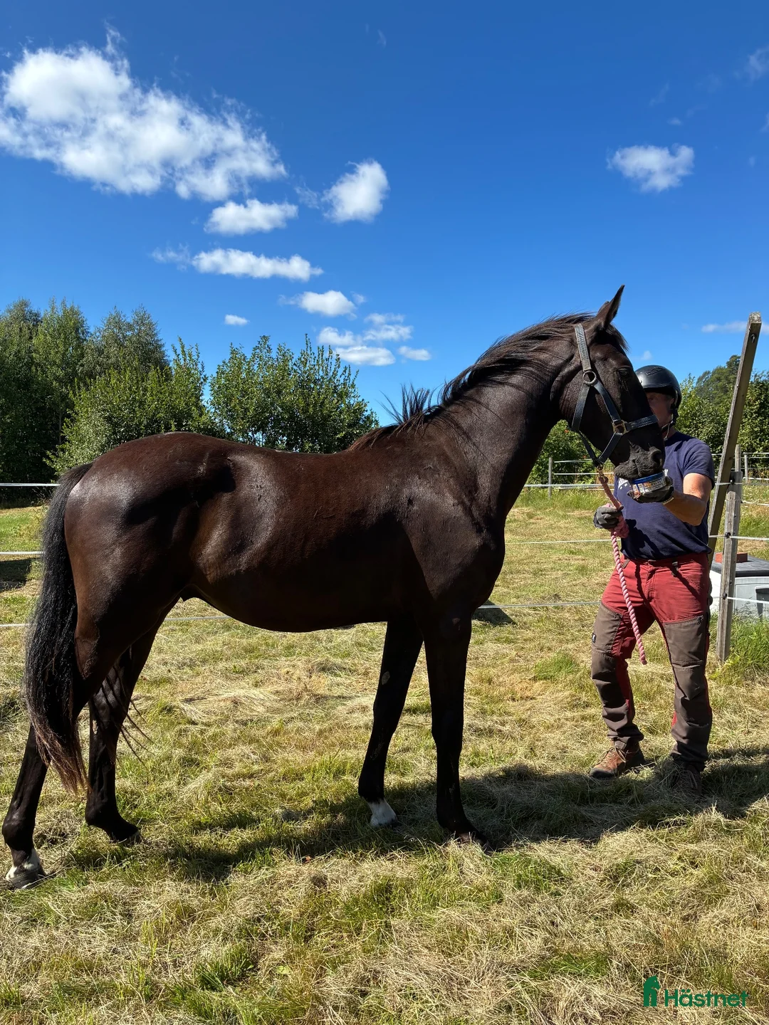 Dressyr hästar till salu: Vacker svart/brun valack  - Annons 1