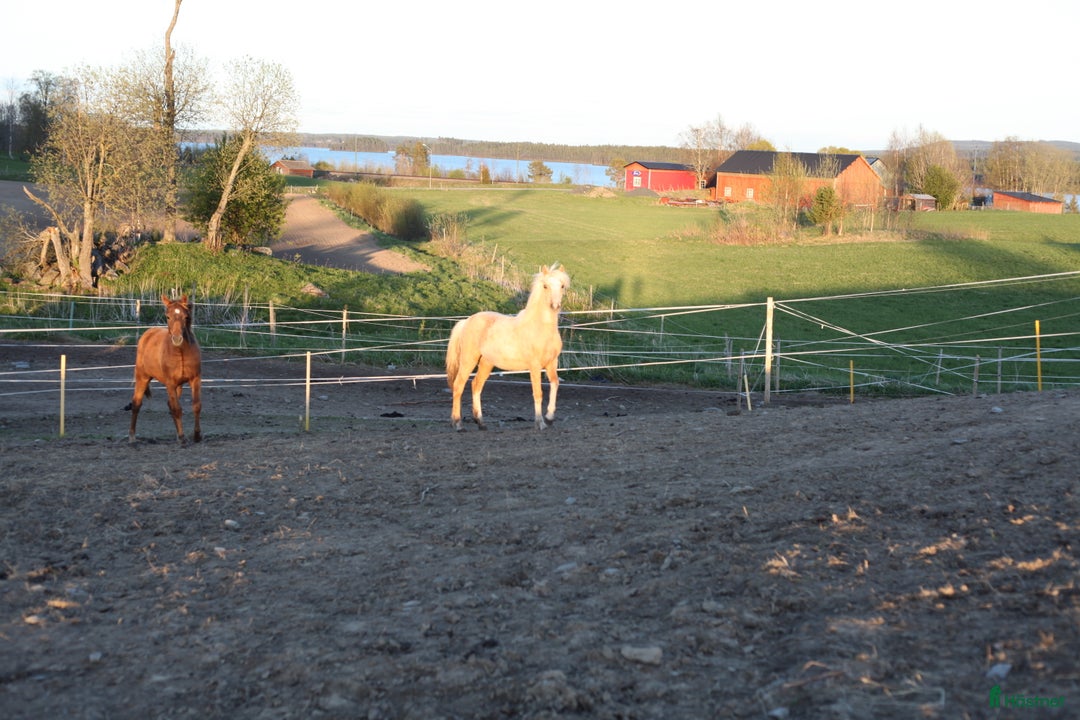 Allround hästar till salu: Vems drömponny? i Mörsil - Annons 4