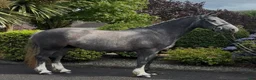 Allround hästar till salu: Beautiful Irish Cob - Annons 6