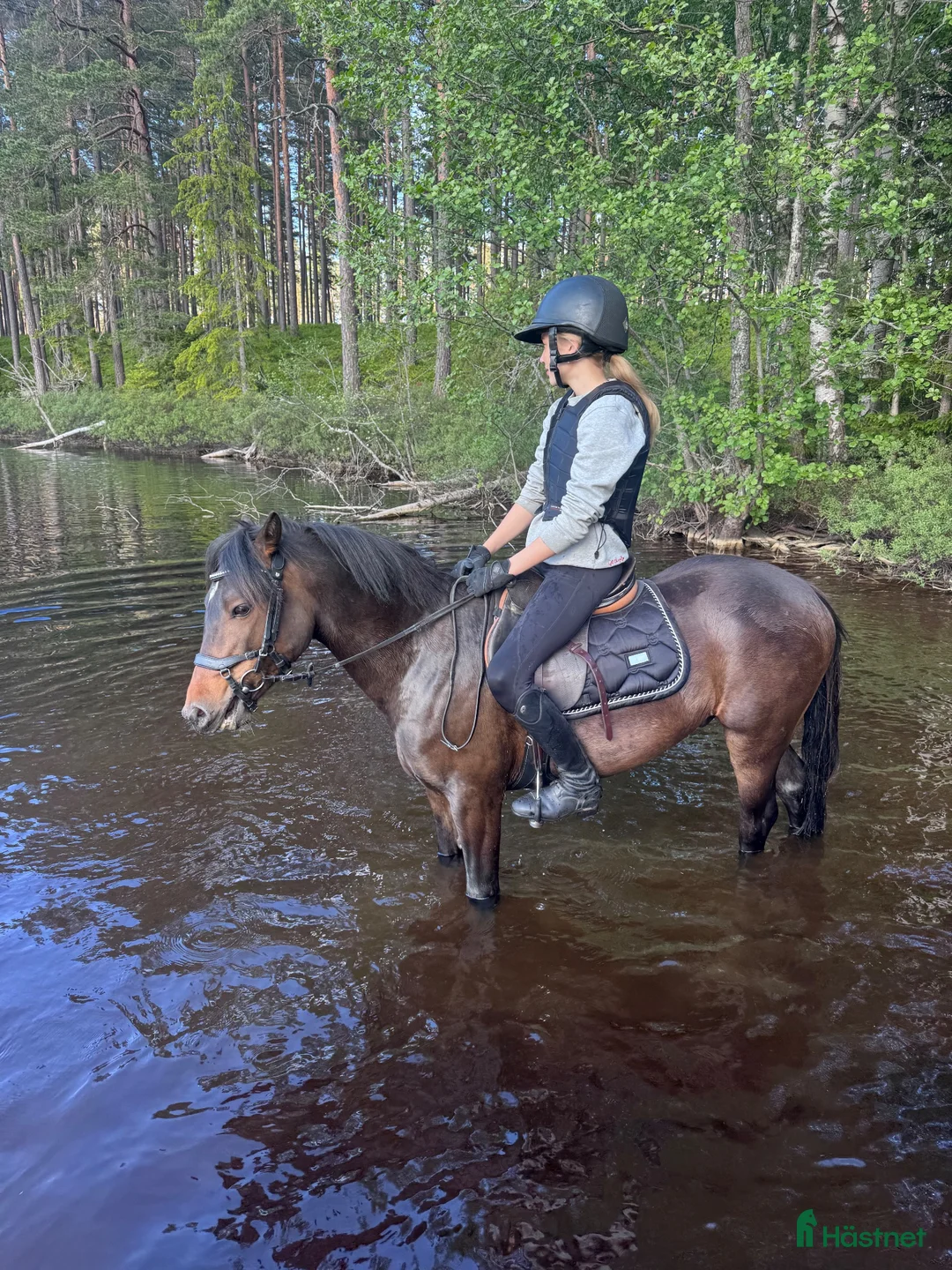 Hoppning hästar till salu: Magiskt snäll och positiv kille med potential - Annons 2