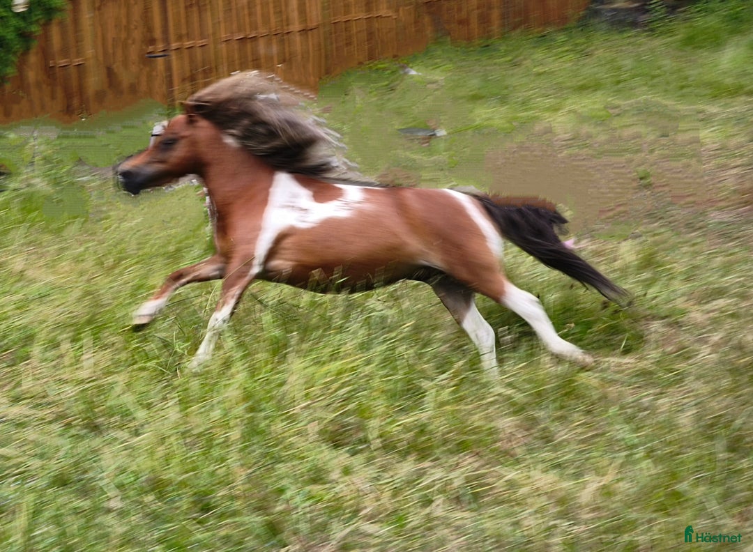 Allround hästar till salu: Amerikanskt miniatyr sto 7 år i Tjällmo - Annons 2