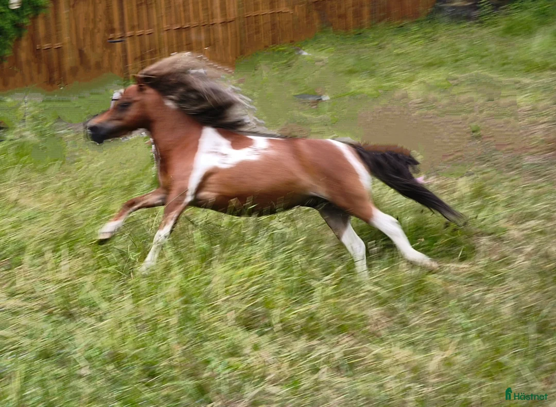 Allround hästar till salu: Amerikanskt miniatyr sto 7 år i Tjällmo - Annons 2