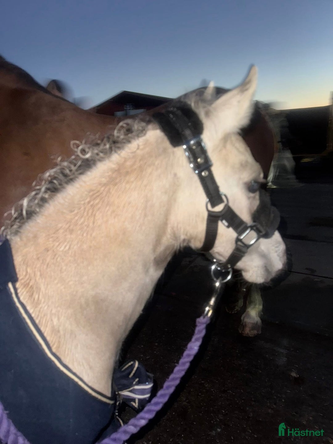 Allround hästar till salu: Buckskin Welsh Cob sec D - Annons 7