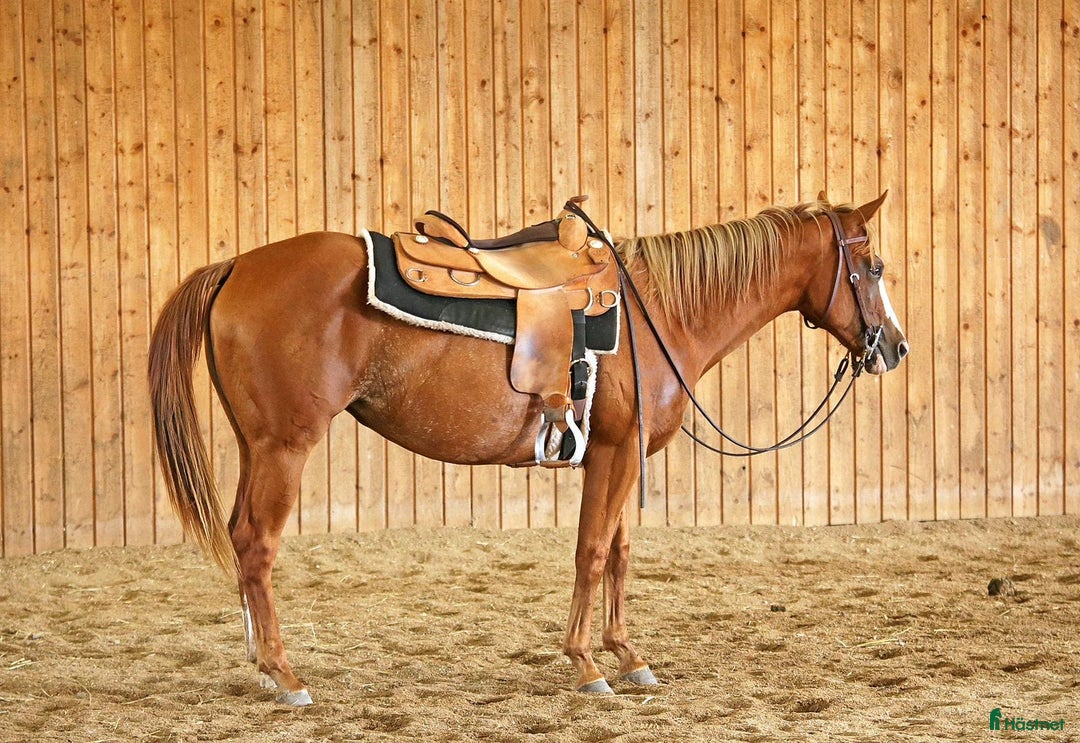 Western hästar till salu: Höstrea på Kungsvikstorp i Åtvidaberg - Annons 4