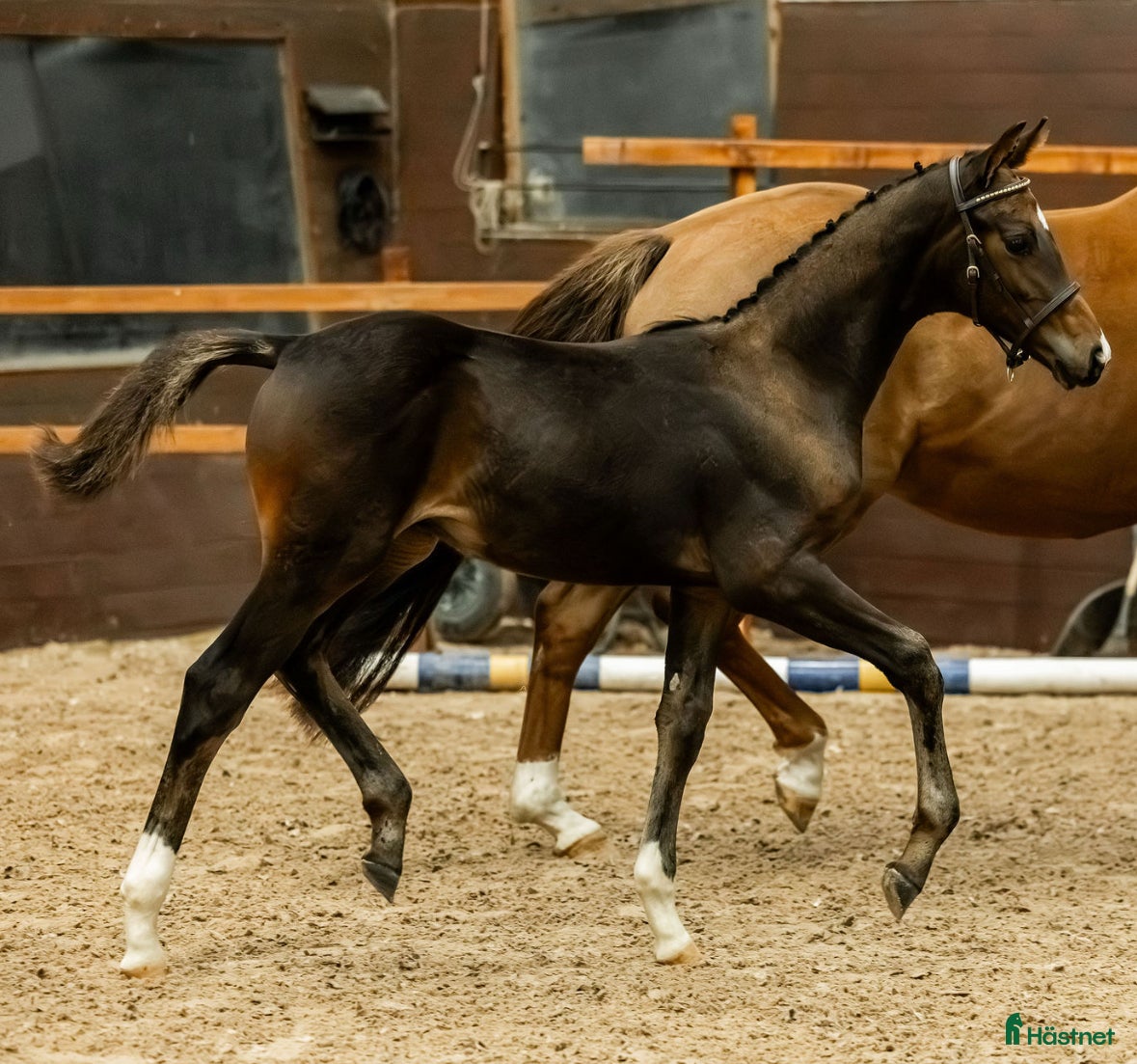  hästar Premieföl med utstrålning och grymt temperament!  i Enköping - Annons 16