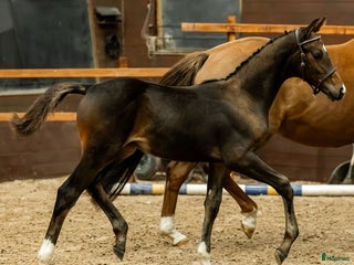 hästar Premieföl med utstrålning och grymt temperament! i Enköping - Annons 10