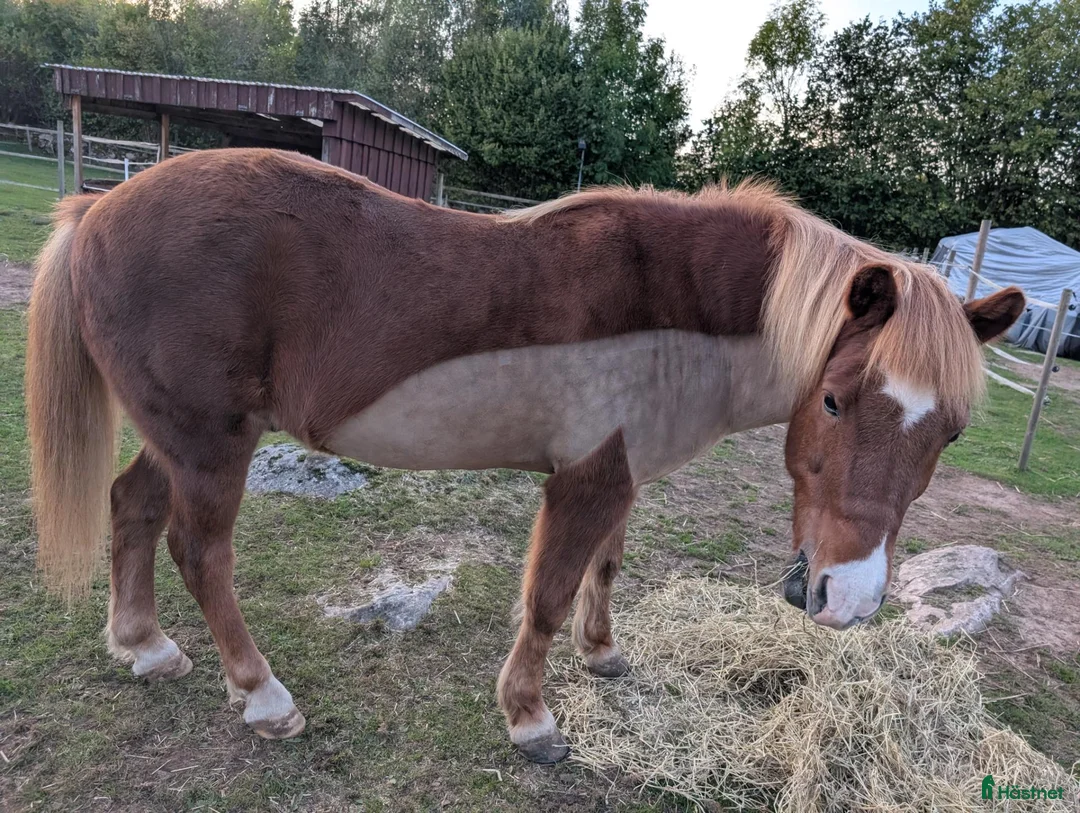  medryttarhäst finnes: Söker medryttare  - Annons 1