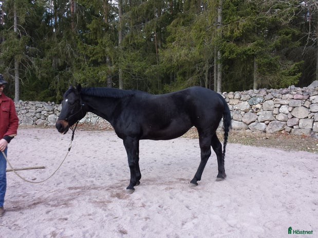 hästar i Långasjö - Annons 11