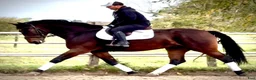 Allround hästar till salu: Hera-6-yo-Silesian Mare |168 cm| Calm&Easy to Ride - Annons 9