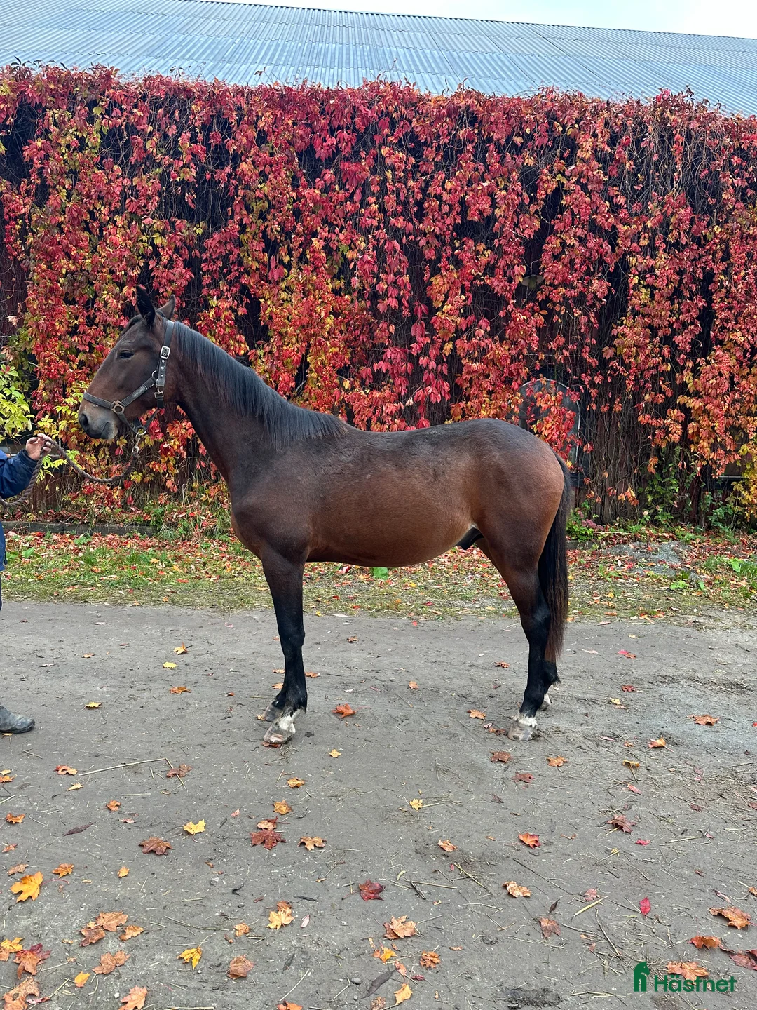 Trav hästar till salu: Fin ej igångsatt tvååring säljes - Annons 1