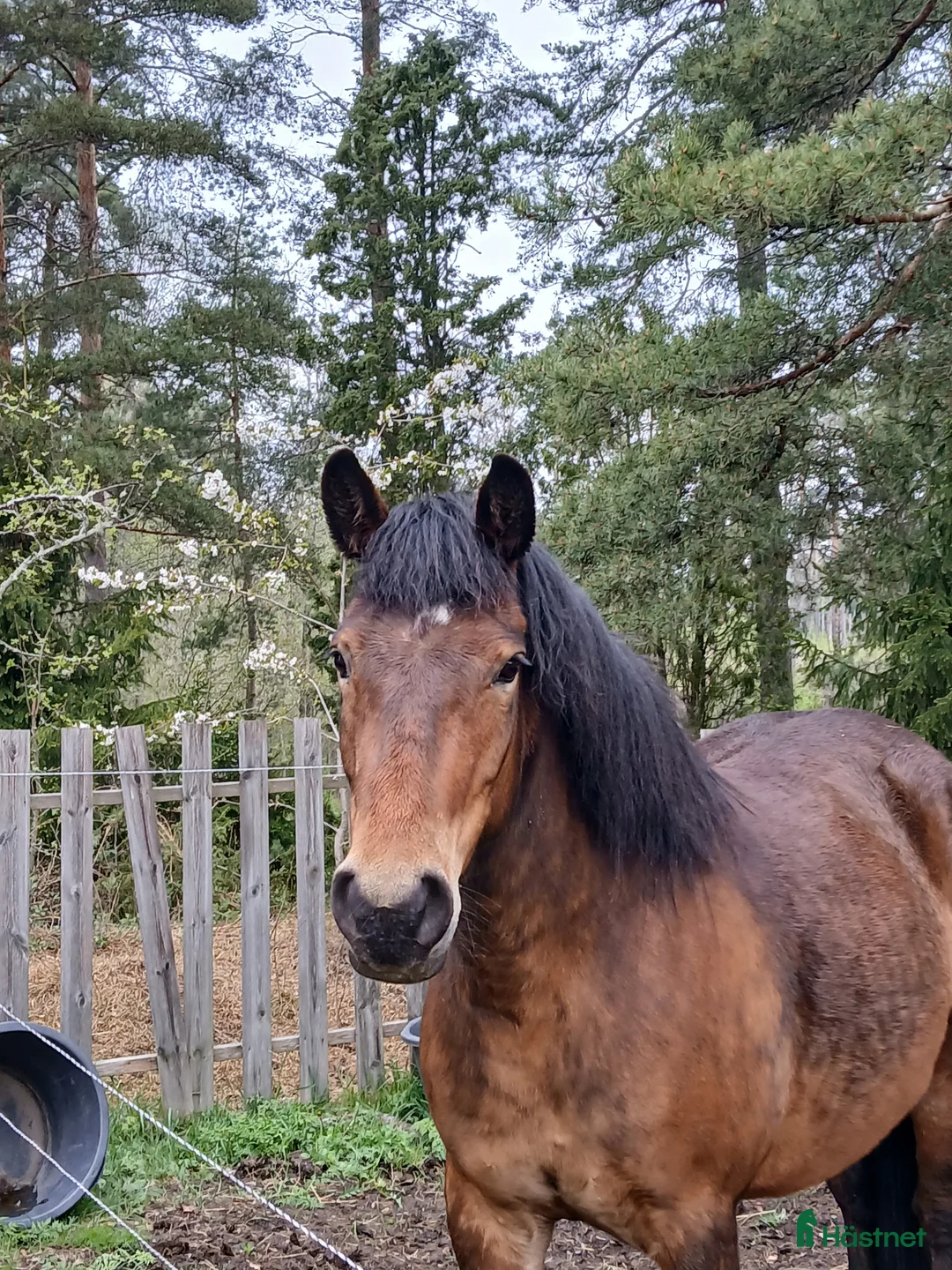 Allround hästar till salu: Trevligt New Foreststo i Strängnäs - Annons 2