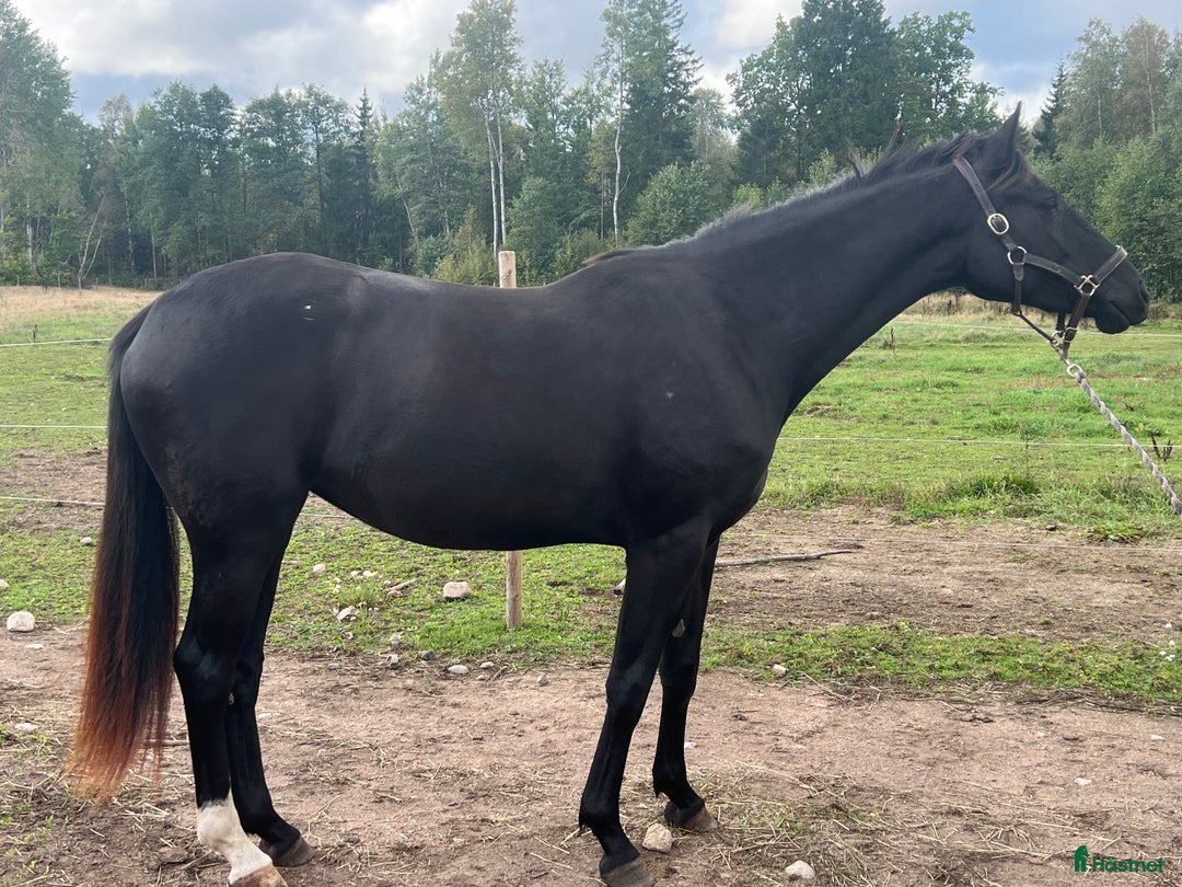 Dressyr hästar till salu: Snyggt, feminint sto e BH St Schufro  i Fågelmara - Annons 3