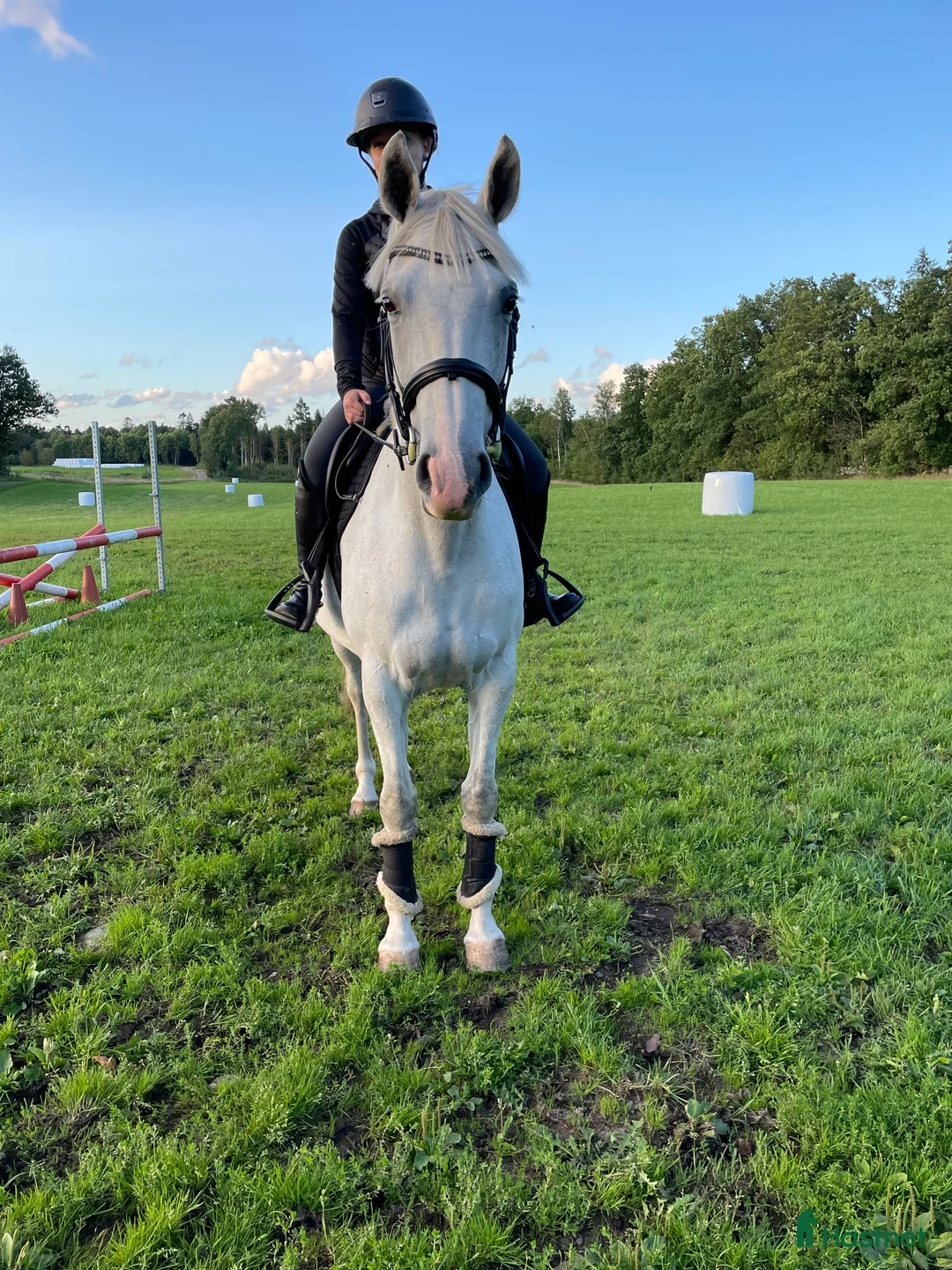 Allround hästar till salu: Fint sto - Annons 3