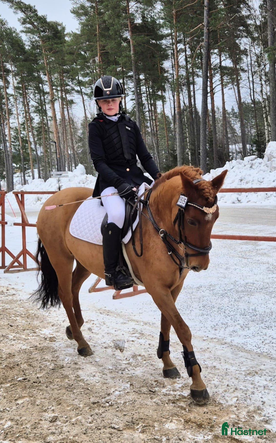  hästar Supermaxad läromästare med kapacitet  - Annons 1