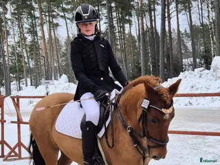 hästar Supermaxad läromästare med kapacitet - Annons 7