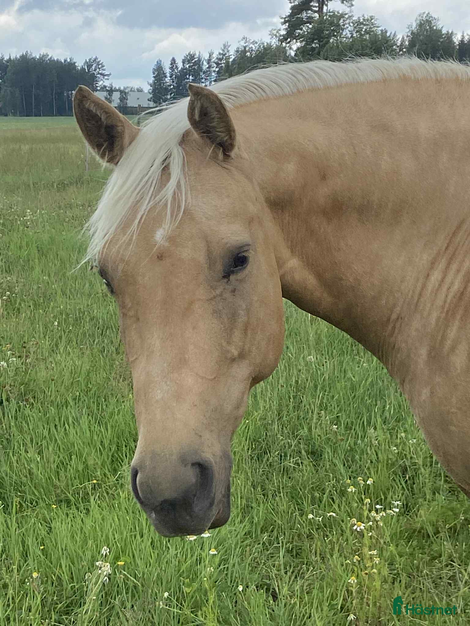  hästar Fantastiskt sto dräktig med VS Gona Be Blue  i Bollnäs - Annons 1